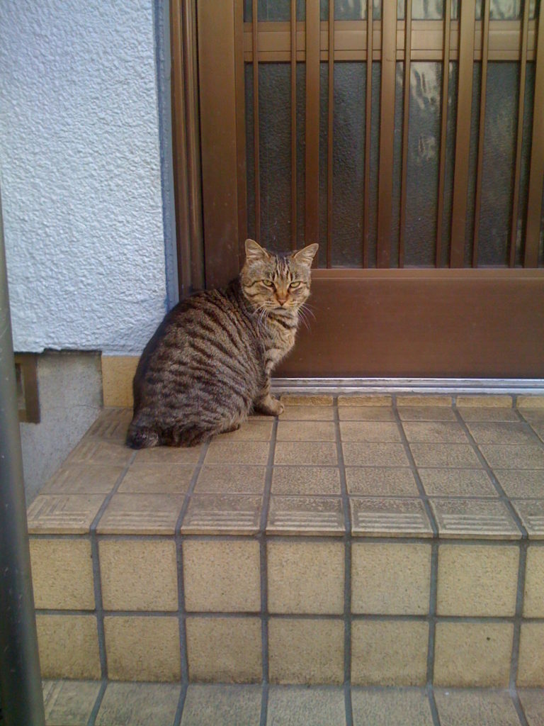 A neighbour cat