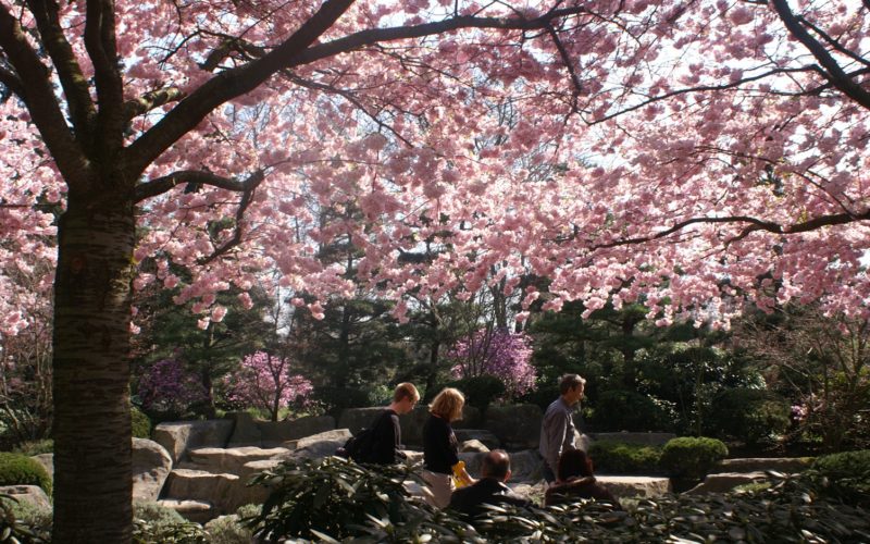 Cherry Blossom Festival In Hamburg Ja a pan