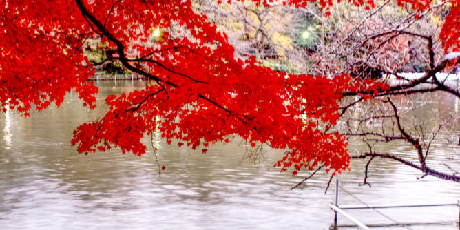 Fall colours in Inokashira Park