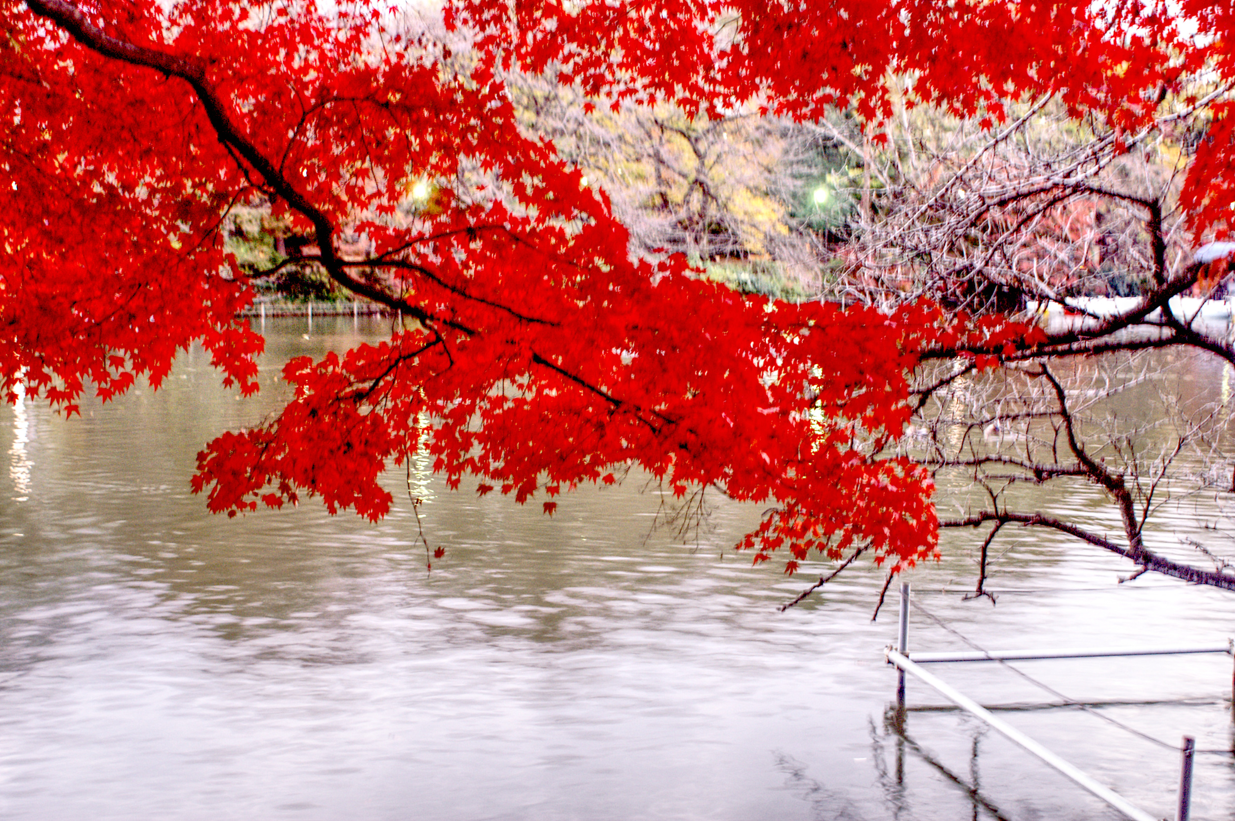 Fall colours in Inokashira Park
