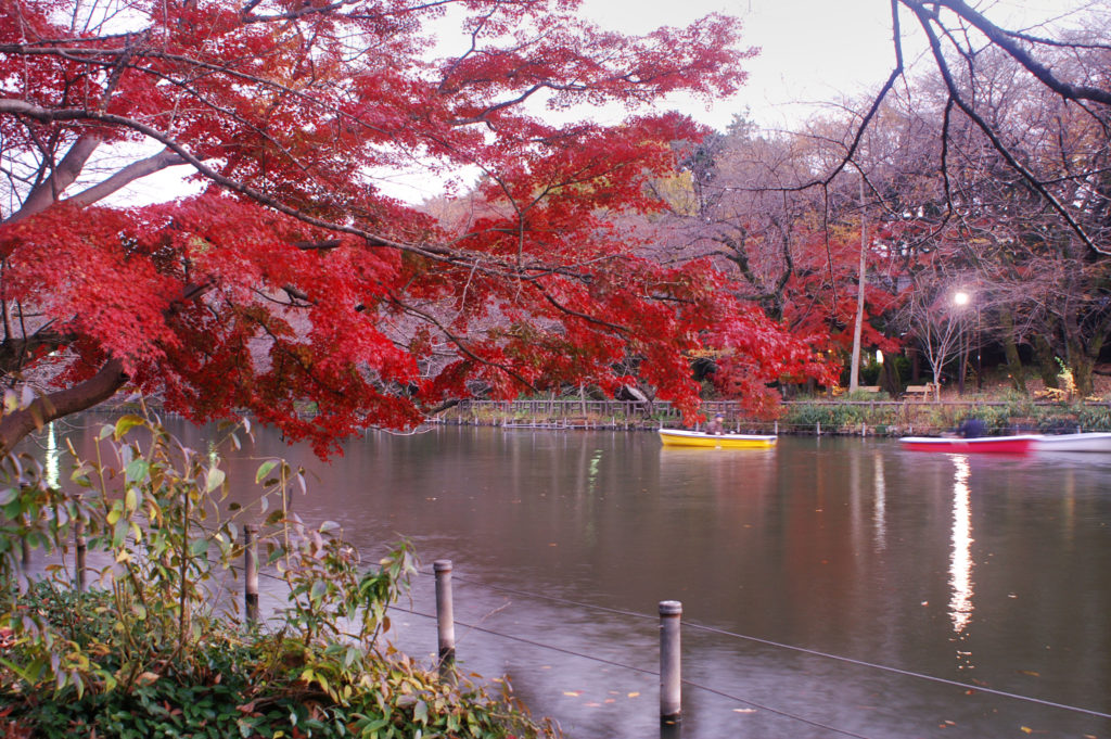 Fall colours in Inokashira Park