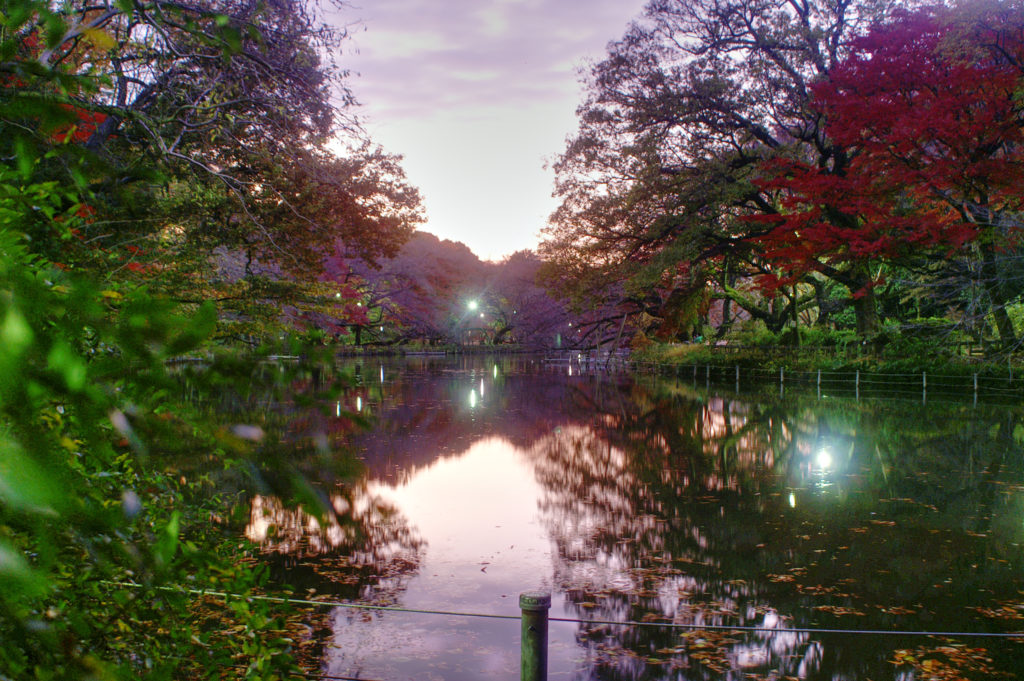 Herbstfarben im Inokashira Park