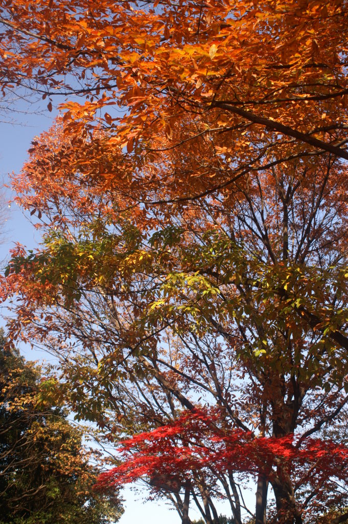Bild zeigt Herbstfarben im Heiwa no Mori Park