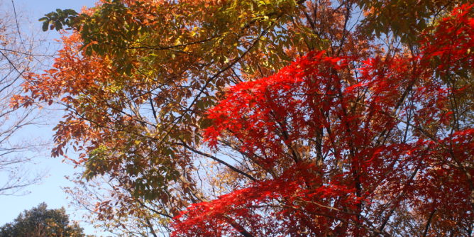 Image showing autumn fall colours in the Heiwa no Mori Park