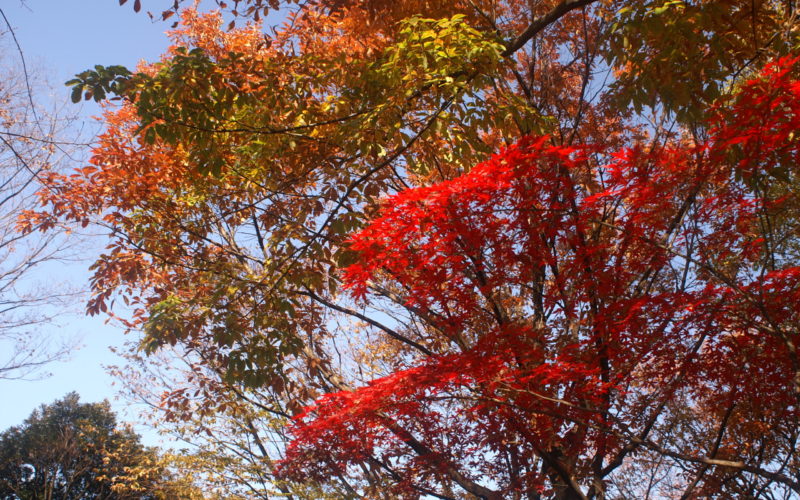 Image showing autumn fall colours in the Heiwa no Mori Park