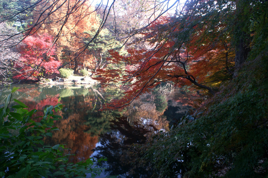 Bunte Baumzweige, die sich im Teich spiegeln.