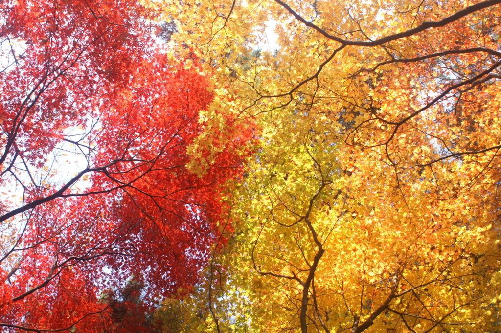 Contrasting foliage colours.
