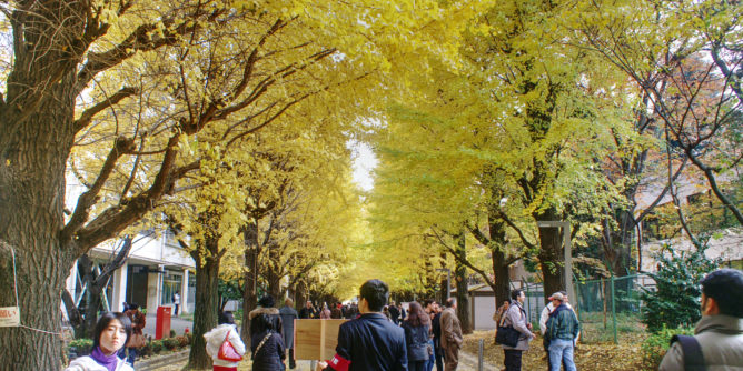 Todai fall colours