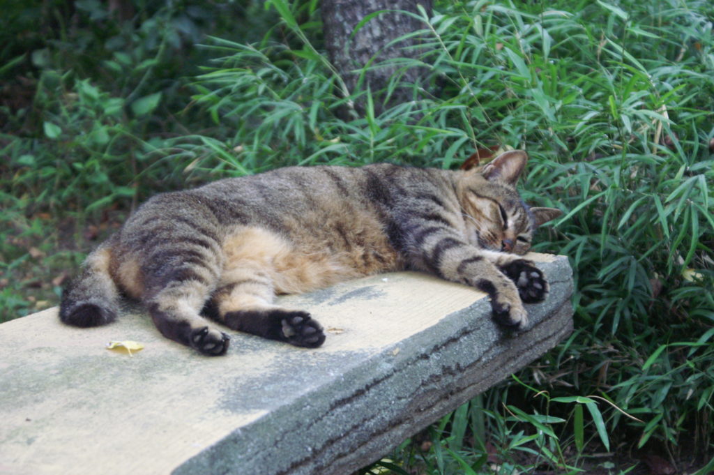 Cat sleeping in  the garden