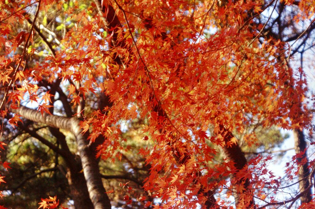 Fall colours in Yoyogi Park