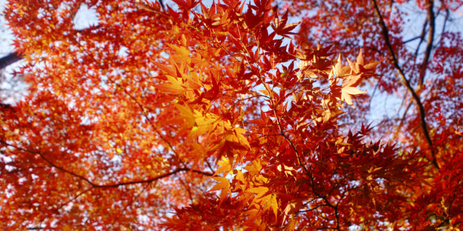 Fall colours in Yoyogi Park