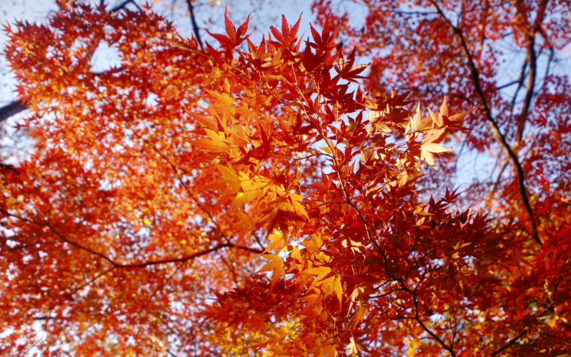 Fall colours in Yoyogi Park