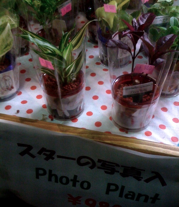 Photo plant