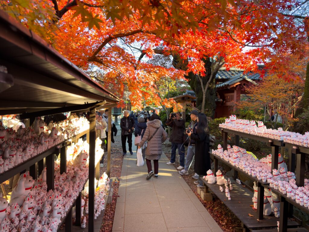 Shelves with hundreds of Maneki neko, autumn leaves above