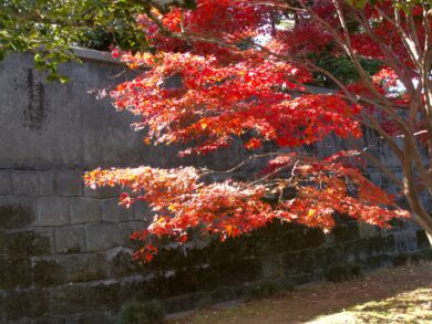 Autumn colours in Inui Street