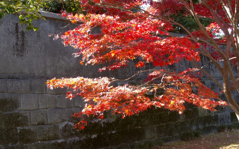 Autumn colours in Inui Street