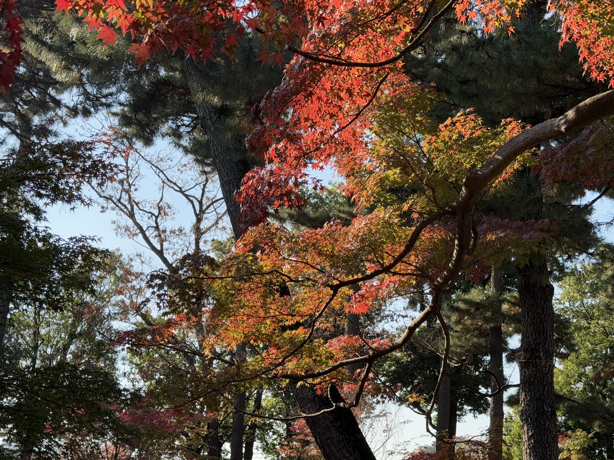 スード・エコー　　Autumnal Park Autumnal Park (Remastered) - YouTube