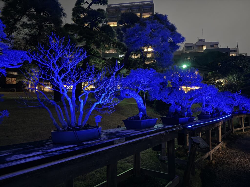 Bonsai trees in blue light