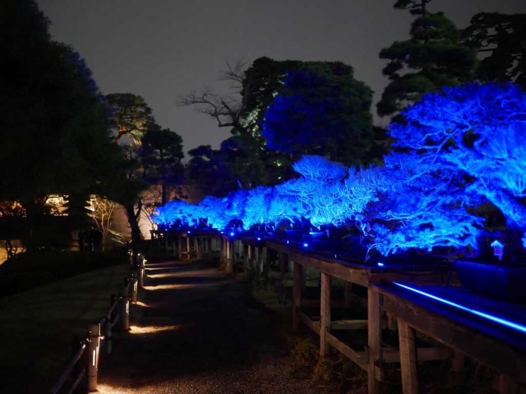 Row of bonsai trees