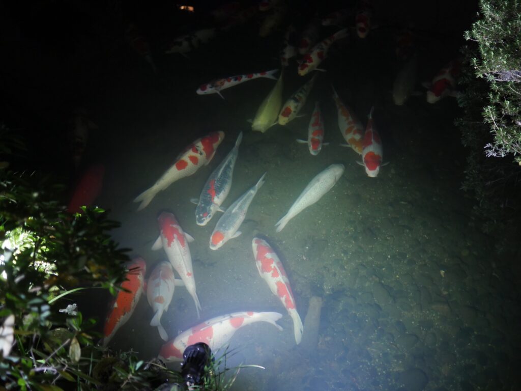 Resting koi at Happo-en